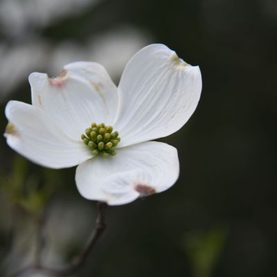  Cherokee Princess (Dogwood)